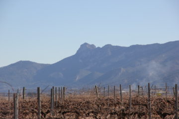 Mañana entre viñedos en la Toscana Valenciana