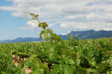 Del vivero a la botella