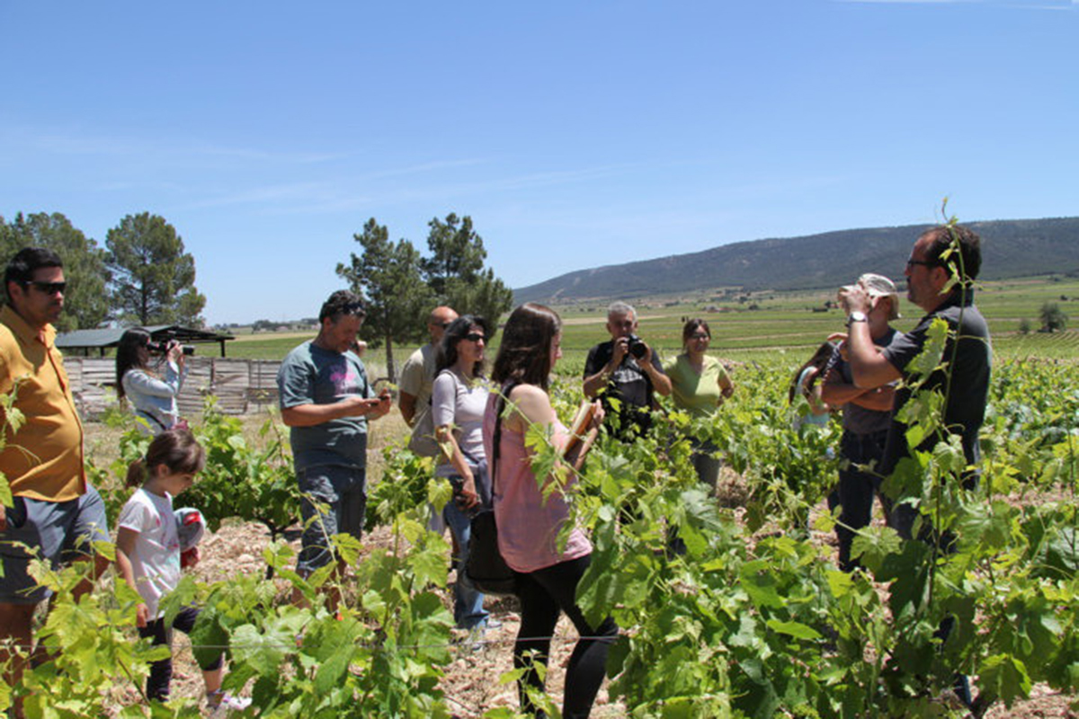 Paseo entre viñas a bodega a Casa Los Frailes