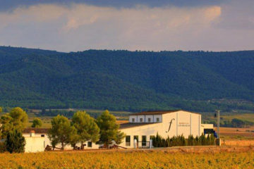 Descubre los vinos de parcela en el viñedo