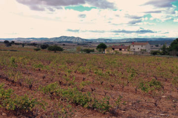 Visita y cata en Bodega Rafael Cambra
