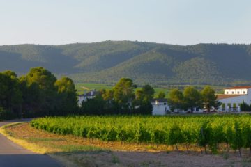 Aromas de vendimia