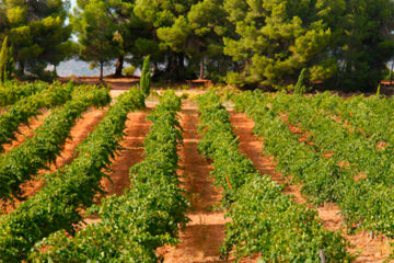 Experiencia Natura con Bodega La Viña