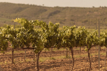 Visita y cata en Bodegas Vegamar